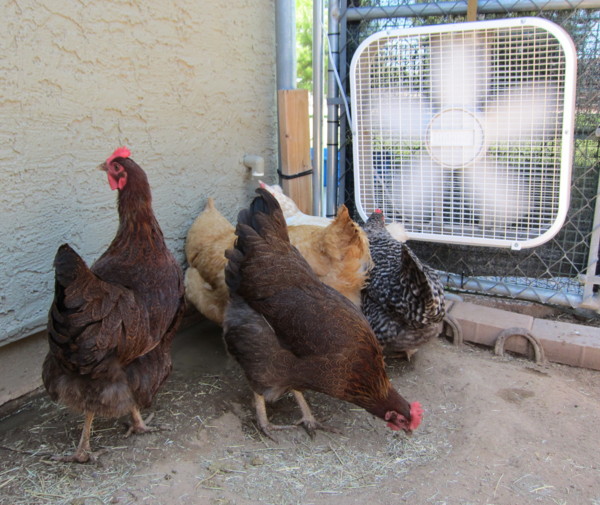 Gavin Flock, Summer 2011