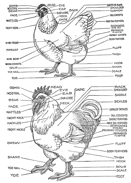 Diagram of a chicken 1