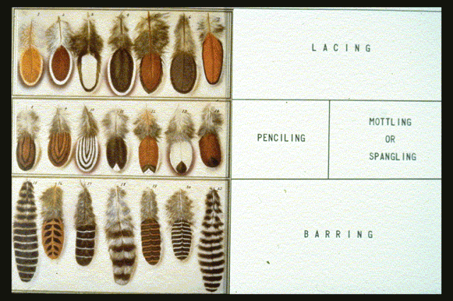 Feather types 2