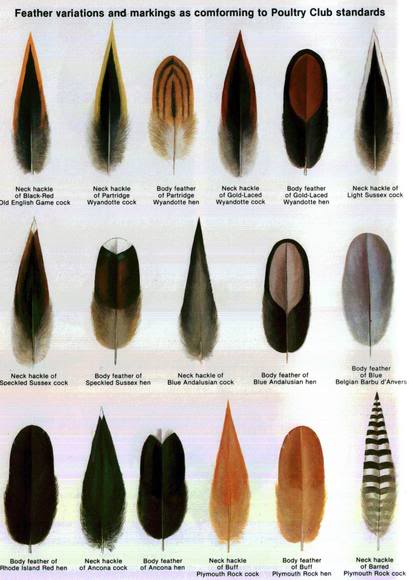 Feather Types