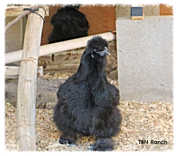 Silkie Bantam