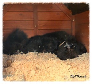 Broody Silkies 10-23-14