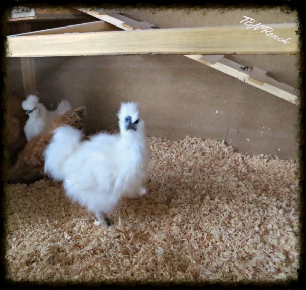 Jo, Silkie 12-17-14