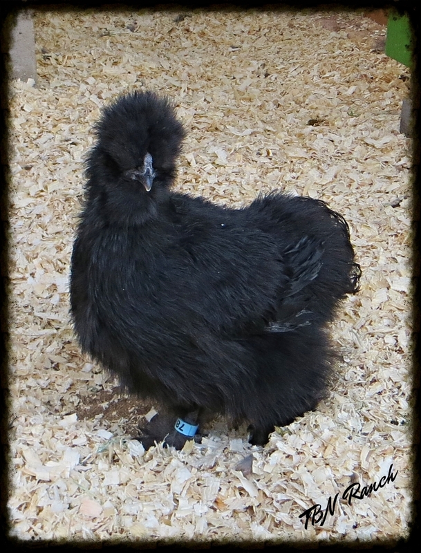 Rose Silkie Bantam 3-10-15