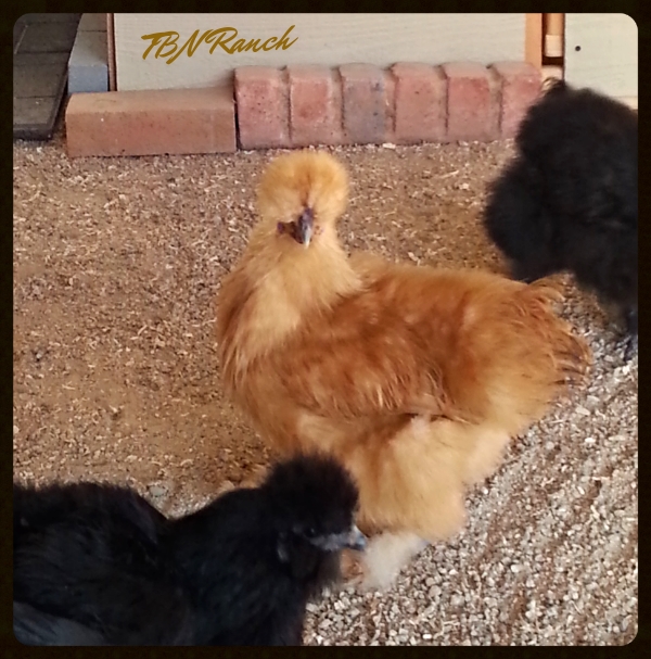 Randi, 5 month old Buff Silkie Bantam Pullet Silkie Randi 3 2015