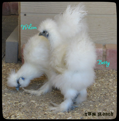 White Silkies 21116