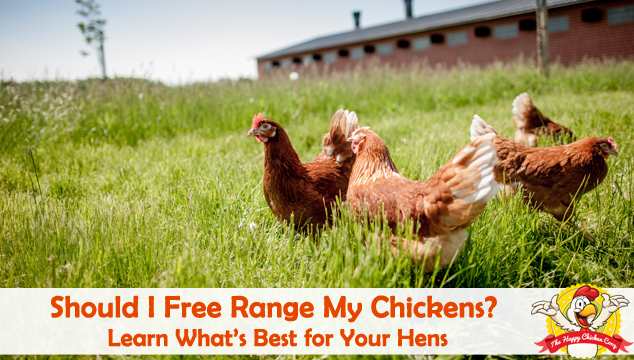 Should-I-Free-Range-My-Chickens-Blog-Cover