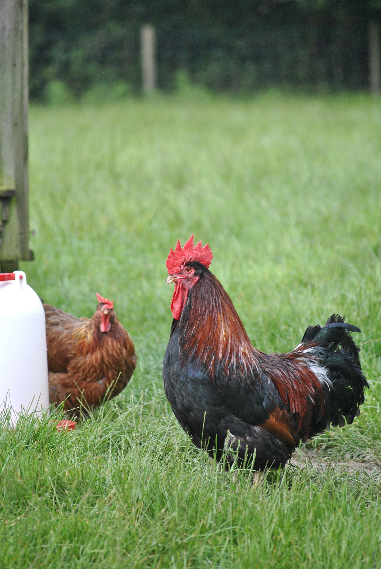 The Dorking – TBN Ranch Chicken Keeping Resources