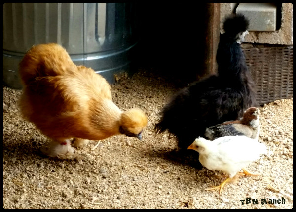 Silkies with chicks 51816