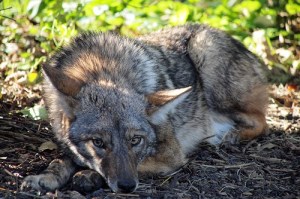 1024px-Coyote_in_Lincoln_Park