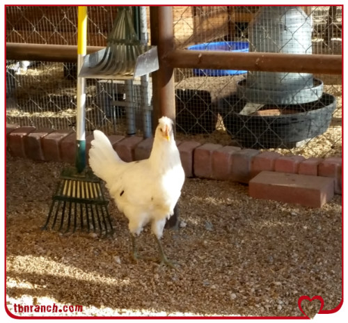 Dottie Leghornx 71216