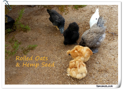 Rolled Oats & Flock 81916
