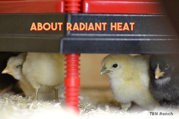 Radiant Heat Chick Brooders – TBN Ranch Chicken Keeping Resources