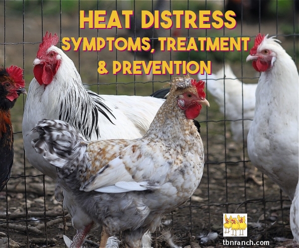 Chickens, Heat Distress Symptoms, Treatment, Prevention – TBN Ranch ...